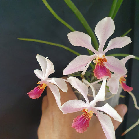 Vanda lamellata calayana x holcoglossum kimballanium