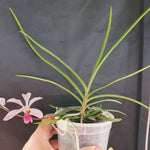 Vanda lamellata calayana x holcoglossum kimballanium