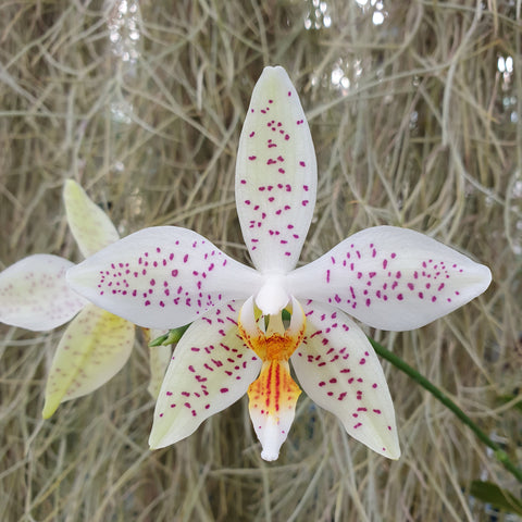 Phalaenopsis sumatrana x aphrodite