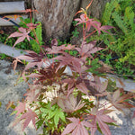 Acer atropurpureum