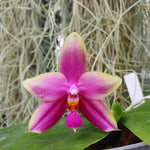Phalaenopsis sulabell