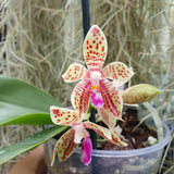 Phalaenopsis Sulastini