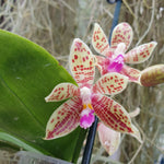 Phalaenopsis Sulastini