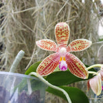 Phalaenopsis Sulastini