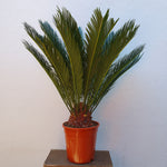 Cycas revoluta L