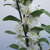 Dendrobium type nobile XL