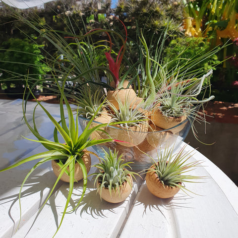 Noix exotique support tillandsia