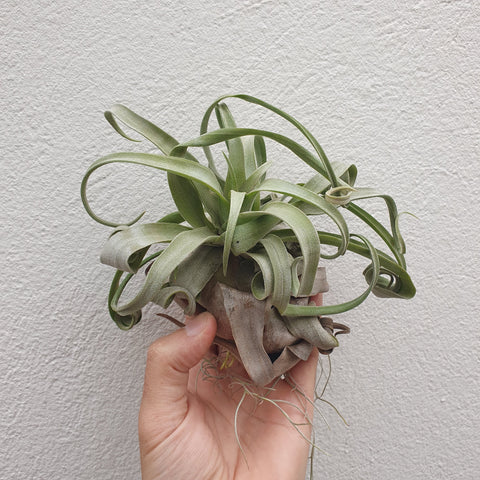 Tillandsia Streptophyla