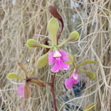 Encyclia cordigera