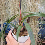 Encyclia cordigera