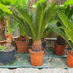 Cycas revoluta XL