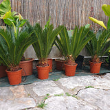 Cycas revoluta L