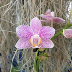 Phalaenopsis Mayshang Angel