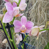 Phalaenopsis Mayshang Angel