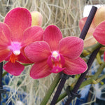 phalaenopsis Red congo