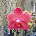 phalaenopsis Red congo