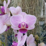 phalaenopsis Lilac