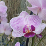 phalaenopsis Lilac