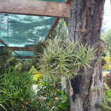 Tillandsia aeranthos boule