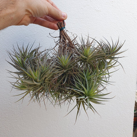 Tillandsia bergeri boule