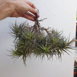 Tillandsia bergeri boule