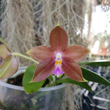 Phalaenopsis Mituo Speciosa