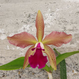 Laelia tenebrosa x blc Duringan x c granulosa