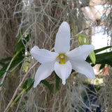 Dendrobium auriculatum