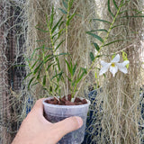 Dendrobium auriculatum