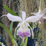 Laeliocattleya Canhaniama coerulea x Cattleya walkeriana coerulea