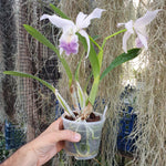 Laeliocattleya Canhaniama coerulea x Cattleya walkeriana coerulea