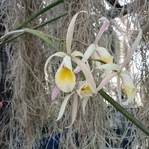 Brassocattleya liliputian princess x Cattleya iricolor