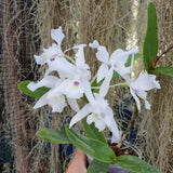 Cattleya skinneri alba var. oculata