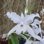 Cattleya skinneri alba var. oculata