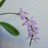 Aerides rosea