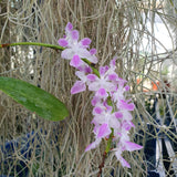 Aerides rosea