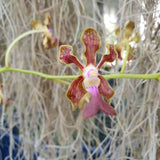 Vanda liouvillei