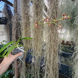 Vanda liouvillei