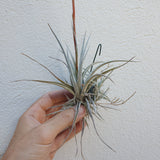 Tillandsia Fresnelloides