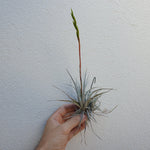 Tillandsia Fresnelloides