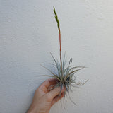 Tillandsia Fresnelloides