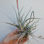 Tillandsia Fresnelloides