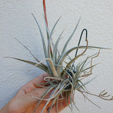 Tillandsia Fresnelloides