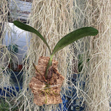 Bulbophyllum falcatum