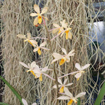 Holcoglossum subulifolium x Vanda miniata