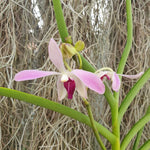 Vanda coerulea delicata x luisa filiformis