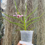 Vanda coerulea delicata x luisa filiformis