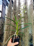 Angraecum  eburneum var xerophyllum