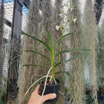 Angraecum  eburneum var xerophyllum