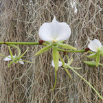 Angraecum  eburneum var xerophyllum